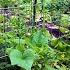 FULL Urban Garden Tour Week 4 2025 Virginia Zone 7B I Wish I Had Known