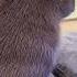 Capybara Hates Bad Jokes