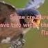 Flightless Bird Song