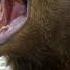 A Grizzly Bear Growling And Snarling