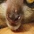 Weird But Wonderful Animals Awesome 8