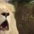 White Lion Roar In South Africa