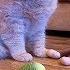 Cat Vs Monkey Parrot Nearby And Watching