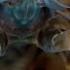 The Snail Smashing Fish Spearing Eye Popping Mantis Shrimp Deep Look