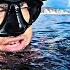 Spearfishing Speedrun Challenge Groupers Dentex Gilthead Seabream Sargus