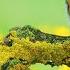 Gentle Music For The Soul And LIFE And Birdsong Calms The Nervous System
