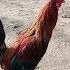 Pula Na Manok Shorts Satisfying Animals Chicken
