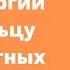 Как избавиться от аллергии на пыльцу и животных раз и навсегда