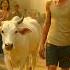 They Laughed At His Cow Until THIS Happened