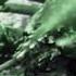 Green Lobster Jump Scare
