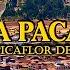 Picaflor De Los Andes LA PACA PACA