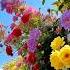 Beautiful Flowers Collection Hindisong Song Love Flowers Beatifulnature Beautifulflowers Yt
