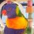 My Rainbow Lorikeets Talking Like Crazy