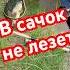 Net Is Two Small Outdoors Camping Fishing Relaxingmusic прикол рыбалка карп Big Fish Funny