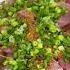 How To Make Fresh Limu Ahi Shorts