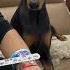 Dober Doodle Epic Toy Prank On Doberman DogPrank FunnyPets Doberman