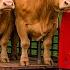 Transport 9 9M Of Cows This Way Biggest Heavy Equipment Machines Heavy Machinery