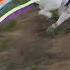 Nyan Dog