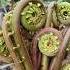 Sayur Pakis Yang Lezat Agriculture Bracken Fern Sayurpaku