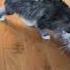 Stinky Cat Bath Time Cute Reaction