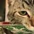 Cat кот нямням