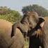 Clash Of Giants The Battle Of The Wild Elephants Elephant Soul