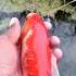 Khobsor Mashali Paplet Fish Fishlove Villagefish