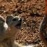 Mongoose Vs Cobra Smithsonian Channel