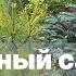 Хвойный сад с нюансами красота сердце под хвоей и мой опыт