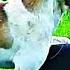 شاهد كيف تتزاوج الكلاب شيء لا يصدق حق ا Watch How Dogs Mate Something Really Incredible