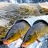 How Female Hunters Use Intelligence To Trap Fish With PVC Pipes Unexpected Results