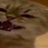 тгк Saytome1 Cat котики Electronicmusic Saytome мем смотретьнатебя кот мяу Music Track