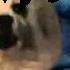We Are Number One But It S Sung By Gabe The Dog And Its Homestuck