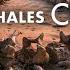 When Whales Could Walk Full Documentary NOVA PBS