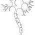 How To Draw A Nerve Cell