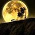 Moonlight Subscribe Youtubeshorts Naturelovers