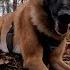 Extreme Belgian Malinois Amazing Compilation