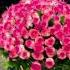 музыка Flowers москва цветы Rose 79771159645