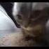 Sabaton Sang Chipi Chipi Chapa Chapa Metal Music Cover Ai Powerful Shorts мемы Memes Cat