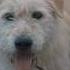 King Charles Alpha Boss Dog Aura Humble Them All Kingchalesdogboss Alphadog Kingchales Dogs