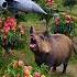 Poor Little Pig Farm Farming Satisfying Farmer Nature