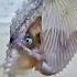 Greater Argonaut Lives In A Paper Boat