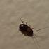 Tenants At Evergreen Apartments Say Roaches Have Gotten Out Of Hand