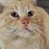 Что то щелкает Funny Cat кот кися зарядка хвостатыйдруг котейка коська мяу щелкунчик