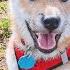 When Haru Was A Little Puppy Cute Shiba Inu Moments Shorts
