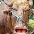 Ak Balti Banu La Ar Ra Cow Bafalu Cawshorts Comedyshorts Comedy Shorts