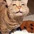 Грустный кот просит пиво Наполнитель Felino как у меня можно по Арт WB 98527925
