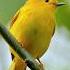 Yellow Warbler