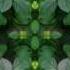 Цветочный Калейдоскоп Flower Kaleidoscope