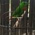 Serindit Gacor Shorts Kicaumania Serindit Burung Sonic Birds